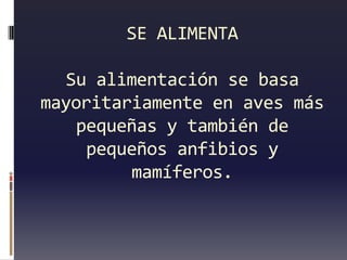 SE ALIMENTA

  Su alimentación se basa
mayoritariamente en aves más
   pequeñas y también de
    pequeños anfibios y
         mamíferos.
 