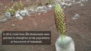 Haleakala fun facts | PPT