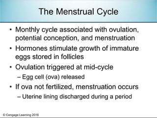 © Cengage Learning 2016
• Monthly cycle associated with ovulation,
potential conception, and menstruation
• Hormones stimu...