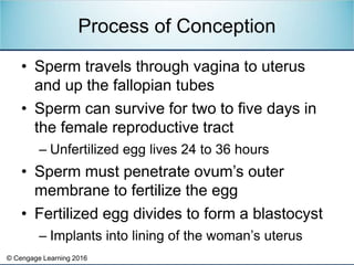 © Cengage Learning 2016
• Sperm travels through vagina to uterus
and up the fallopian tubes
• Sperm can survive for two to...
