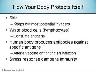 © Cengage Learning 2016
• Skin
– Keeps out most potential invaders
• White blood cells (lymphocytes)
– Consume antigens
• ...