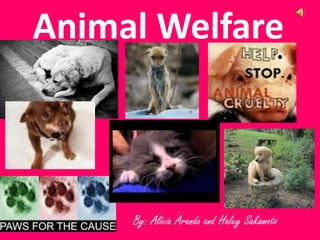 By: Alicia Aranda and Haley Sakamoto
Animal Welfare
 