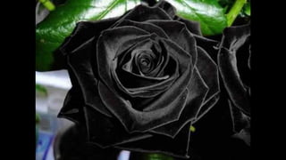 Halfeti fekete rózsái