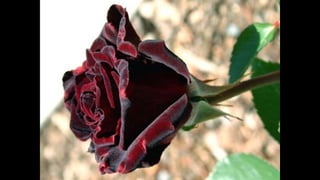 Halfeti fekete rózsái