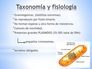 * Gramnegativas. (halófilas extremas).
*Se reproducen por fisión binaria.
*No forman esporas u otra forma de resistencia.
*Carecen de movilidad.
*Presentan grandes PLASMIDOS (25-30% total de DNA)
pequeños cromosomas.
*Aerobios obligados.
 