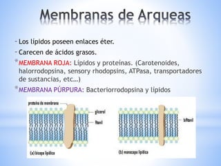 -Los lípidos poseen enlaces éter.
-Carecen de ácidos grasos.
*MEMBRANA ROJA: Lípidos y proteínas. (Carotenoides,
halorrodopsina, sensory rhodopsins, ATPasa, transportadores
de sustancias, etc…)
*MEMBRANA PÚRPURA: Bacteriorrodopsina y lípidos
 