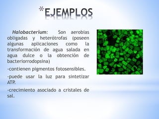 *
Halobacterium: Son aerobias
obligadas y heterótrofas (poseen
algunas aplicaciones como la
transformación de agua salada en
agua dulce o la obtención de
bacteriorrodopsina)
-contienen pigmentos fotosensibles.
-puede usar la luz para sintetizar
ATP.
-crecimiento asociado a cristales de
sal.
 
