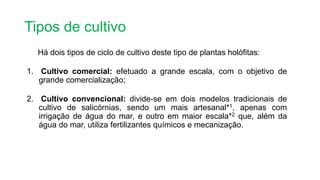 Há dois tipos de ciclo de cultivo deste tipo de plantas holófitas:
1. Cultivo comercial: efetuado a grande escala, com o objetivo de
grande comercialização;
2. Cultivo convencional: divide-se em dois modelos tradicionais de
cultivo de salicórnias, sendo um mais artesanal*1, apenas com
irrigação de água do mar, e outro em maior escala*2 que, além da
água do mar, utiliza fertilizantes químicos e mecanização.
Tipos de cultivo
 