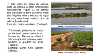 *2 O modelo produtivo em maior
escala, tendo como exemplo em
Sonora, no México, o cultivo é
feito em grandes quadras rasas,
similares á quadras de arroz
(Figura 8).
Exemplo: Bahía Kino, Sonora
(México).
*1 São feitos em áreas de salinas,
onde as plantas já eram encontradas
naturalmente (Figura 7). As plantas
são cultivadas à beira da salina, onde
são irrigadas com a entrada da água
do mar, sem haver nenhum tipo de
adubação adicional.
Exemplo: Salinas de Aveiro (Portugal)
Figura 8: Bahía Kino, Sonora (México).
Figura 7: Salinas de Aveiro (Portugal)
 