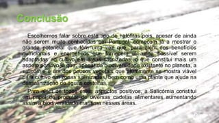 Escolhemos falar sobre este tipo de halófitas pois, apesar de ainda
não serem muito conhecidas em Portugal, começam já a mostrar o
grande potencial que têm uma vez que, para além dos benefícios
nutricionais e energéticos que fornecem, é ainda possível serem
adaptadas ao cultivo em áreas salinizadas, o que constitui mais um
aspeto positivo já que, apesar da biodiversidade existente no planeta, a
salicórnia é um dos poucos vegetais que atualmente se mostra viável
para cultivo em zonas salinizadas, bem como uma planta que ajuda na
dessalinização de águas costeiras.
Para além de todos estes aspectos positivos, a Salicórnia constitui
um papel de produtor de diversas cadeias alimentares aumentando
assim a biodiversidade marítima nessas áreas.
Conclusão
 