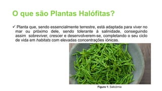 O que são Plantas Halófitas?
 Planta que, sendo essencialmente terrestre, está adaptada para viver no
mar ou próximo dele, sendo tolerante à salinidade, conseguindo
assim sobreviver, crescer e desenvolverem-se, completando o seu ciclo
de vida em habitats com elevadas concentrações iónicas.
Figura 1: Salicórnia
 