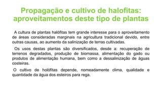 Propagação e cultivo de halofitas:
aproveitamentos deste tipo de plantas
A cultura de plantas halófitas tem grande interesse para o aproveitamento
de áreas consideradas marginais na agricultura tradicional devido, entre
outras causas, ao aumento da salinização de terras cultivadas.
Os usos destas plantas são diversificados, desde a: recuperação de
terrenos degradados, produção de biomassa, alimentação do gado ou
produtos de alimentação humana, bem como a dessalinização de águas
costeiras.
O cultivo de holófitas depende, nomeadamente clima, qualidade e
quantidade da água dos esteiros para rega.
 