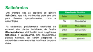 Salicórnias
Um exemplo são as espécies do género
Salicórnia, que são conhecidas pelo seu uso
para diversos aproveitamentos, como a
alimentação.
As salicórnias, popularmente chamadas de
erva-sal, são plantas herbáceas, da família
Chenopodiaceae, distribuídas entre os gêneros
Salicornia e Sarcocornia. São consideradas
plantas halófitas, por serem adaptadas à
sobrevivência em ambientes marítimos ou perto
deles.
Classificação Ciêntifica
Reino Plantae
Filo Magnoliophyta
Classe Magnoliopsida
Ordem Caryophyllales
Família Amaranthaceae
Género Salicórnia
 