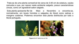 Trata-se de uma planta comestível de cerca de 3-40 cm de estatura, caules
carnudos e que, por nascer neste ambiente salgado, possui características
únicas, como um agradável sabor salgado.
Esta planta apresenta flor de Maio a Novembro e encontra-se,
normalmente, em locais húmidos e salgados do litoral como salinas e
margens costeiras. Podemos encontrar esta planta distribuída por todo o
litoral português.
Figura 2 e 3: Salicórnia em flor
 
