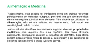 Recentemente, esta espécie foi introduzida como um produto “gourmet”
principalmente em mercados europeus, pois uma vez que são muito ricas
em sal conseguem substituir este elemento. Têm vindo a ser utilizadas na
alimentação, não só em saladas, ou mesmo como “sal verde” em
substituição do sal de cozinha.
Vários estudos científicos internacionais sugerem diversas propriedades
medicinais para algumas das suas espécies, tais como atividade
antioxidante, anti-tumoral, diurética e repositora de eletrólitos. Esta planta
contêm ainda elevados níveis de ómega 3, que chegam a ser superiores ao
de certos vegetais como a alface (Lactuca sativa).
Alimentação e Medicina
 
