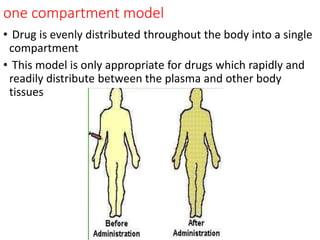 one compartment model
• Drug is evenly distributed throughout the body into a single
compartment
• This model is only appropriate for drugs which rapidly and
readily distribute between the plasma and other body
tissues
 