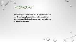 Pscc Epithelim Respiratory system(Anatomy) | PPT