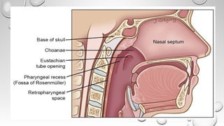 Respiratory system(Anatomy)