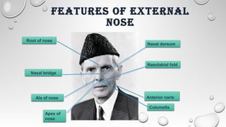 VEINS OF EXTERNAL NOSEVEINS OF EXTERNAL NOSE
Cavernou
s sinus
Facial
v.
Superior &
inferior
ophthalmic
v.
 
