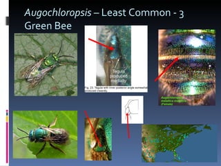 Augochloropsis  – Least Common - 3 Green Bee 