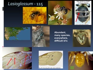 Lasioglossum -  115 Abundant, many species, everywhere, difficult id’s 