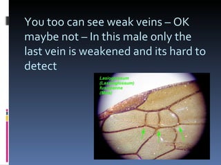 You too can see weak veins – OK maybe not – In this male only the last vein is weakened and its hard to detect 
