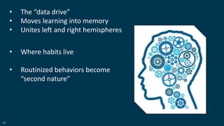 24
• The “data drive”
• Moves learning into memory
• Unites left and right hemispheres
• Where habits live
• Routinized behaviors become
“second nature”
 
