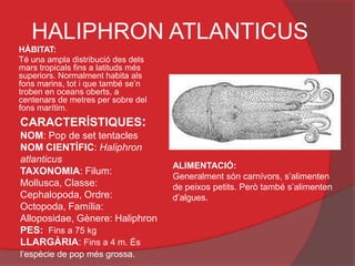 HALIPHRON ATLANTICUS
HÀBITAT:
Té una ampla distribució des dels
mars tropicals fins a latituds més
superiors. Normalment habita als
fons marins, tot i que també se’n
troben en oceans oberts, a
centenars de metres per sobre del
fons marítim.
CARACTERÍSTIQUES:
NOM: Pop de set tentacles
NOM CIENTÍFIC: Haliphron
atlanticus
                                     ALIMENTACIÓ:
TAXONOMIA: Filum:
                                     Generalment són carnívors, s’alimenten
Mollusca, Classe:                    de peixos petits. Però també s’alimenten
Cephalopoda, Ordre:                  d’algues.
Octopoda, Família:
Alloposidae, Gènere: Haliphron
PES: Fins a 75 kg
LLARGÀRIA: Fins a 4 m. És
l’espècie de pop més grossa.
 