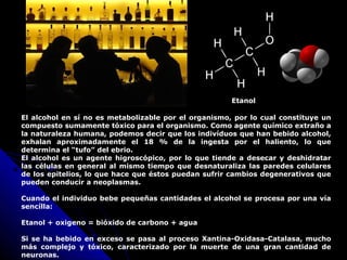El alcohol en sí no es metabolizable por el organismo, por lo cual constituye un
compuesto sumamente tóxico para el organismo. Como agente químico extraño a
la naturaleza humana, podemos decir que los indivíduos que han bebido alcohol,
exhalan aproximadamente el 18 % de la ingesta por el haliento, lo que
determina el “tufo” del ebrio.
El alcohol es un agente higroscópico, por lo que tiende a desecar y deshidratar
las células en general al mismo tiempo que desnaturaliza las paredes celulares
de los epitelios, lo que hace que éstos puedan sufrir cambios degenerativos que
pueden conducir a neoplasmas.
Cuando el individuo bebe pequeñas cantidades el alcohol se procesa por una vía
sencílla:
Etanol + oxigeno = bióxido de carbono + agua
Si se ha bebido en exceso se pasa al proceso Xantina-Oxidasa-Catalasa, mucho
más complejo y tóxico, caracterizado por la muerte de una gran cantidad de
neuronas.
Etanol
 