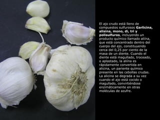 El ajo crudo está lleno de
compuestos sulfurosos Garlicina,
alisina, mono, di, tri y
polisulfuros, incluyendo un
producto químico llamado aliína,
que está concentrado dentro del
cuerpo del ajo, constituyendo
cerca del 0,25 por ciento de la
masa de un diente. Cuando el
diente está magullado, troceado,
o aplastado, la aliína es
rápidamente convertida en
alicina, un pariente químico
presente en las cebollas crudas.
La alicina se degrada a su vez
cuando el ajo está cocido o
magullado, convirtiéndose
enzimáticamente en otras
moléculas de azufre.
 