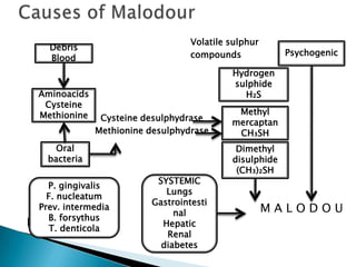 Volatile sulphur
compounds
Cysteine desulphydrase
Methionine desulphydrase
M A L O D O U
R URu R
Debris
Blood
Aminoacids
Cysteine
Methionine
Oral
bacteria
P. gingivalis
F. nucleatum
Prev. intermedia
B. forsythus
T. denticola
SYSTEMIC
Lungs
Gastrointesti
nal
Hepatic
Renal
diabetes
Dimethyl
disulphide
(CH₃)₂SH
Methyl
mercaptan
CH₃SH
Hydrogen
sulphide
H₂S
Psychogenic
 