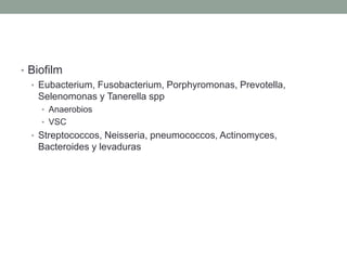 • Biofilm
• Eubacterium, Fusobacterium, Porphyromonas, Prevotella,
Selenomonas y Tanerella spp
• Anaerobios
• VSC
• Streptococcos, Neisseria, pneumococcos, Actinomyces,
Bacteroides y levaduras
 