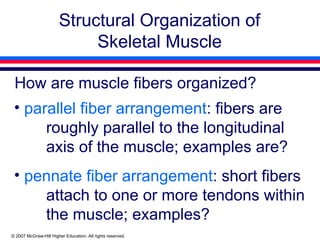 Comprehensive Overview of Human Skeletal Muscle Biomechanics and ...