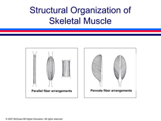 Parallel Musce Comprehensive Overview of Human Skeletal Muscle Biomechanics and ...