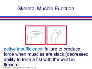 Slack Muscles Comprehensive Overview of Human Skeletal Muscle Biomechanics and ...