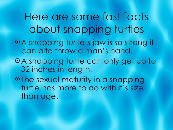 how strong are snapping turtle jaws how strong are snapping turtle jaws