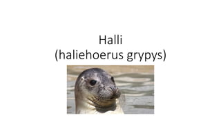 Halli
(haliehoerus grypys)
 