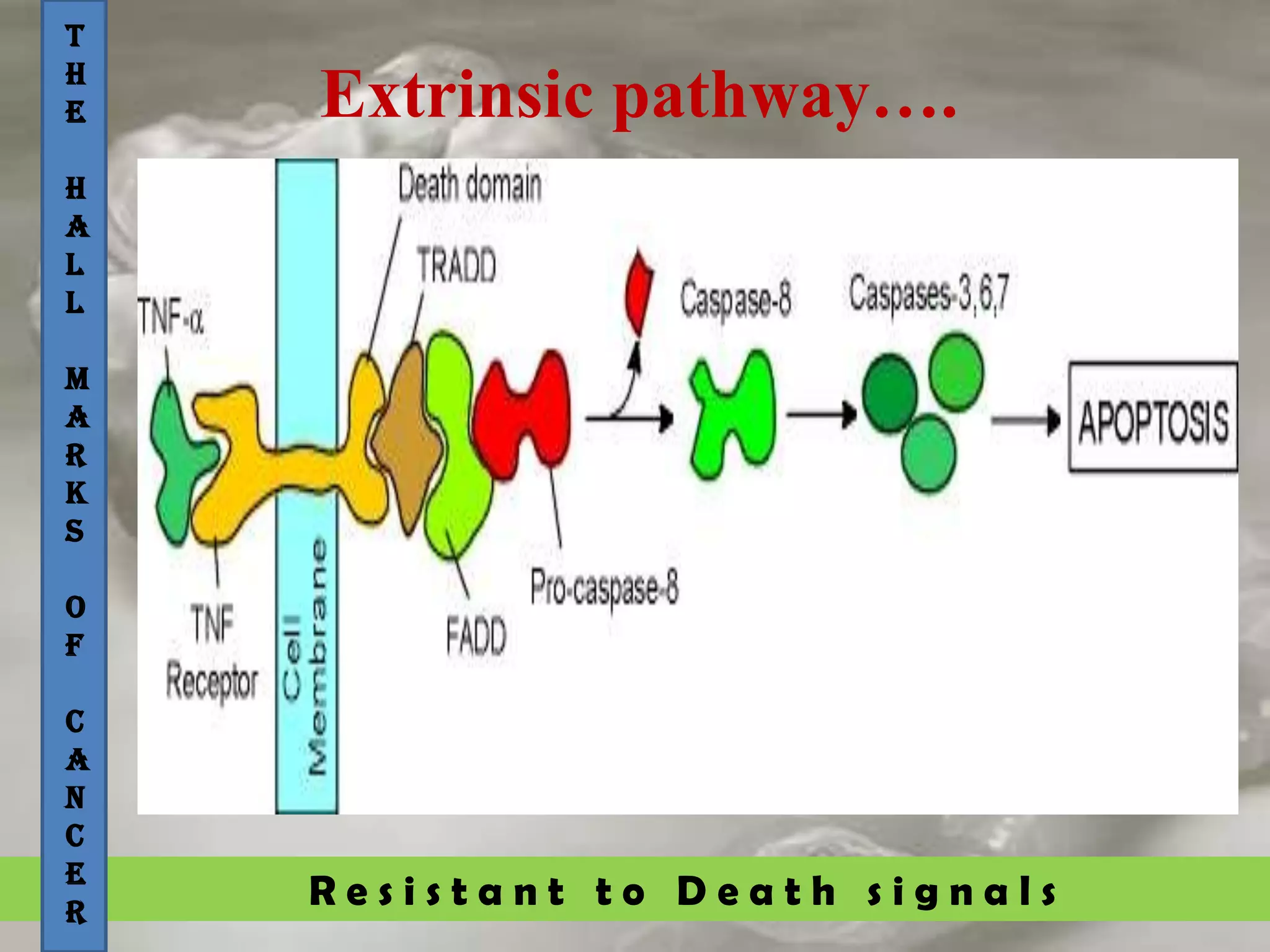 R e s i s t a n t t o D e a t h s i g n a l s
T
H
E
H
A
L
L
M
A
R
K
S
O
F
C
A
N
C
E
R
Extrinsic pathway….
 
