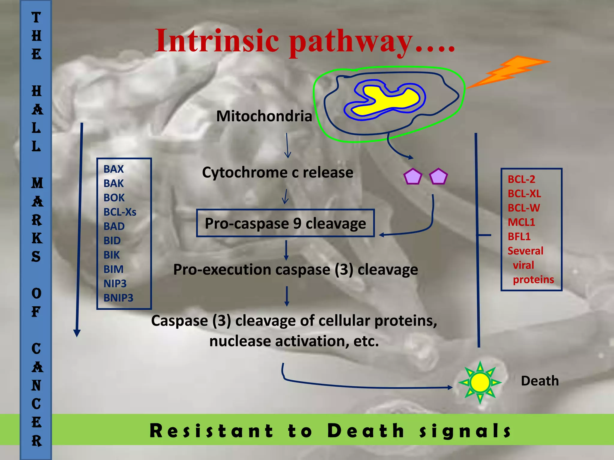 R e s i s t a n t t o D e a t h s i g n a l s
Intrinsic pathway….
Mitochondria
Cytochrome c release
Pro-caspase 9 cleavage
Pro-execution caspase (3) cleavage
Caspase (3) cleavage of cellular proteins,
nuclease activation, etc.
Death
BAX
BAK
BOK
BCL-Xs
BAD
BID
BIK
BIM
NIP3
BNIP3
BCL-2
BCL-XL
BCL-W
MCL1
BFL1
Several
viral
proteins
T
H
E
H
A
L
L
M
A
R
K
S
O
F
C
A
N
C
E
R
 
