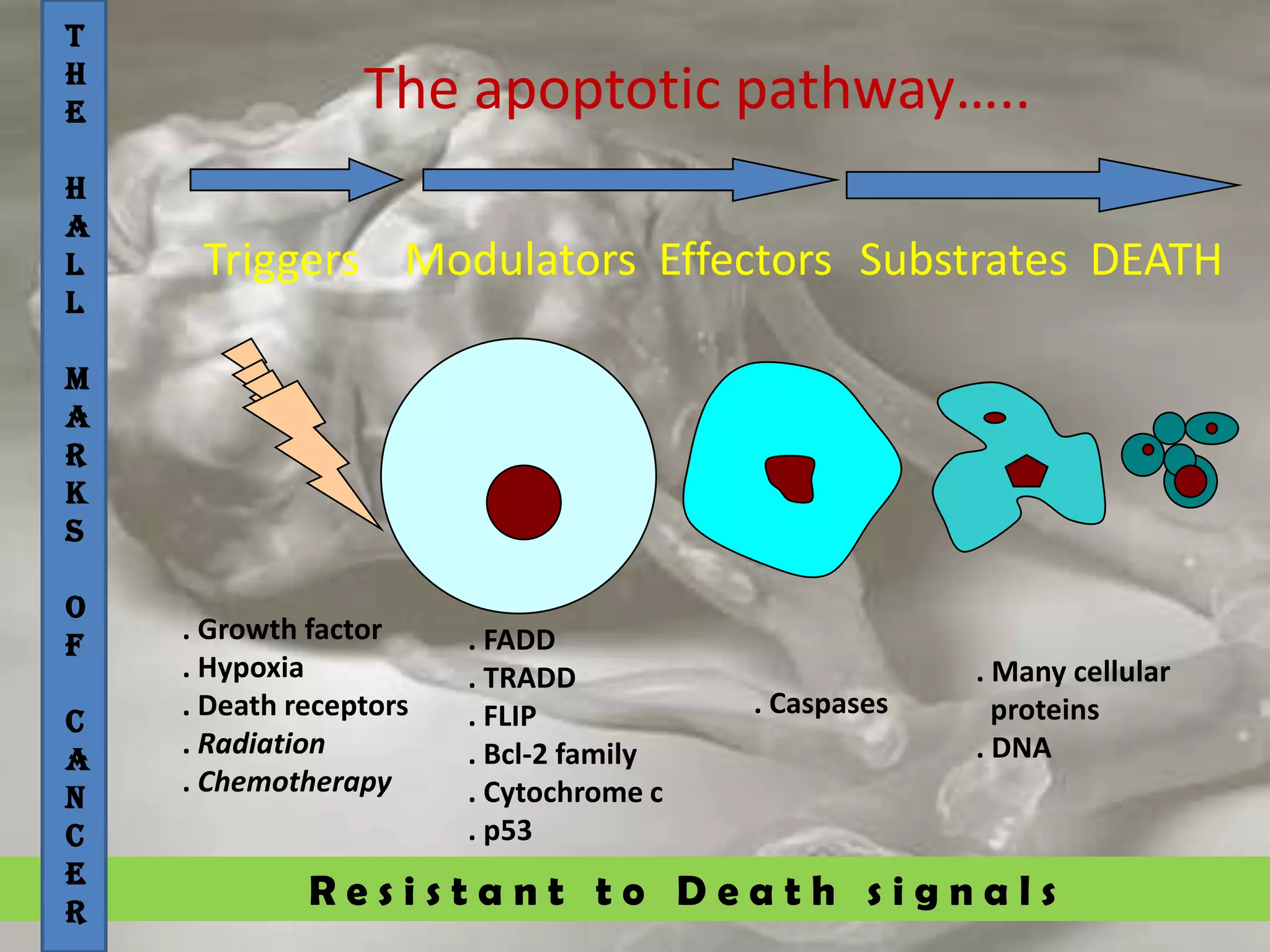R e s i s t a n t t o D e a t h s i g n a l s
T
H
E
H
A
L
L
M
A
R
K
S
O
F
C
A
N
C
E
R
The apoptotic pathway…..
Triggers Modulators Effectors Substrates DEATH
. FADD
. TRADD
. FLIP
. Bcl-2 family
. Cytochrome c
. p53
. Caspases
. Many cellular
proteins
. DNA
. Growth factor
. Hypoxia
. Death receptors
. Radiation
. Chemotherapy
 