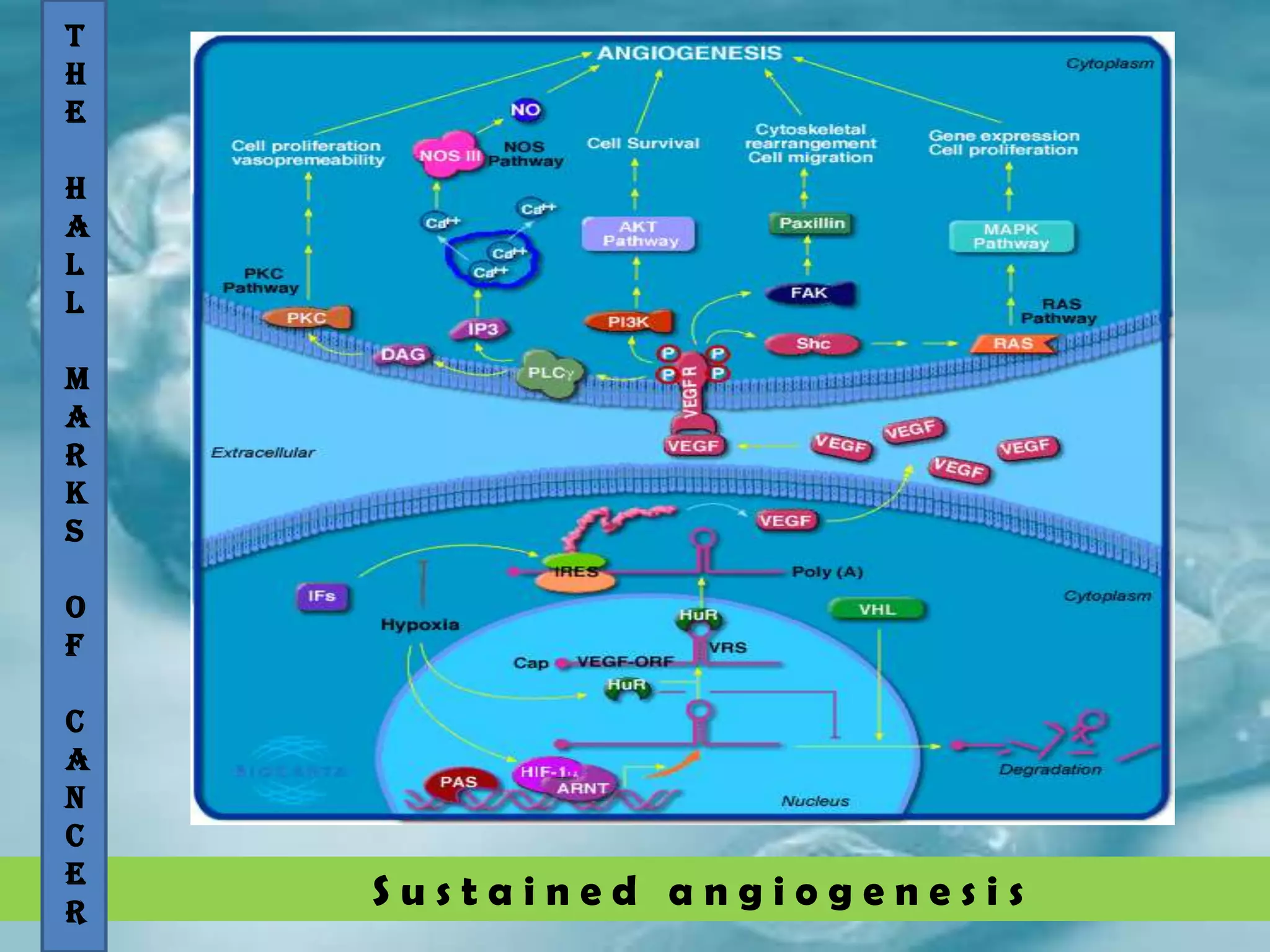S u s t a i n e d a n g i o g e n e s i s
Hallmarks of Cancer
Six fundamental changes
T
H
E
H
A
L
L
M
A
R
K
S
O
F
C
A
N
C
E
R
 