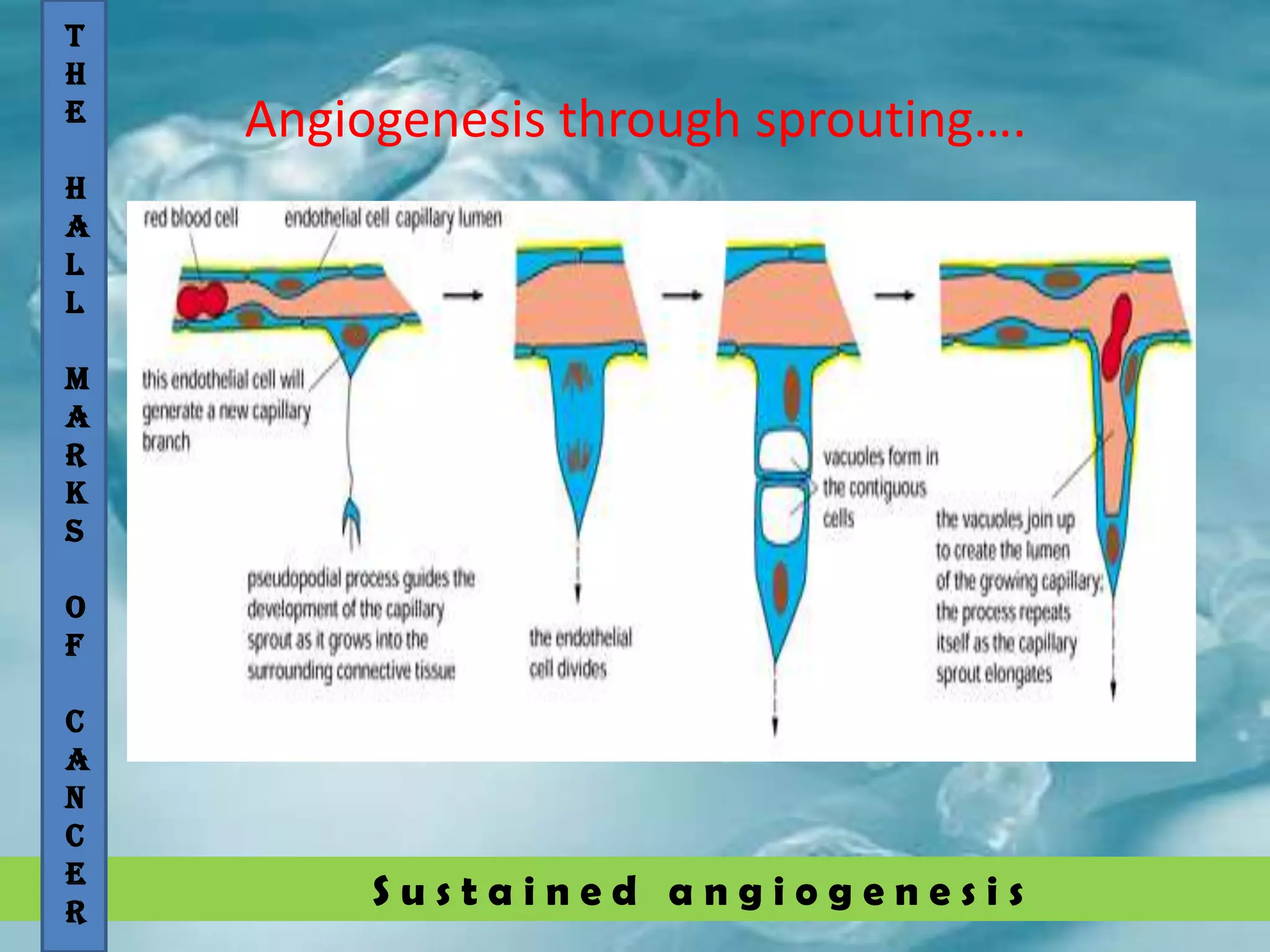 S u s t a i n e d a n g i o g e n e s i s
Angiogenesis through sprouting….
T
H
E
H
A
L
L
M
A
R
K
S
O
F
C
A
N
C
E
R
 
