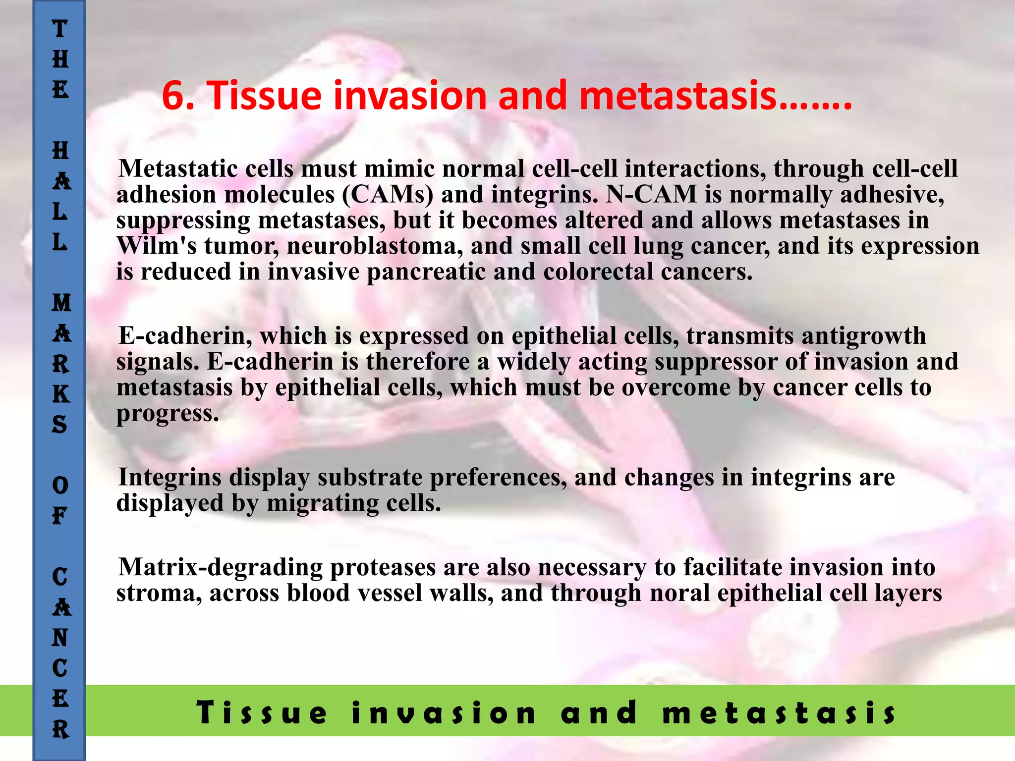 T i s s u e i n v a s i o n a n d m e t a s t a s i s
6. Tissue invasion and metastasis…….
Metastatic cells must mimic normal cell-cell interactions, through cell-cell
adhesion molecules (CAMs) and integrins. N-CAM is normally adhesive,
suppressing metastases, but it becomes altered and allows metastases in
Wilm's tumor, neuroblastoma, and small cell lung cancer, and its expression
is reduced in invasive pancreatic and colorectal cancers.
E-cadherin, which is expressed on epithelial cells, transmits antigrowth
signals. E-cadherin is therefore a widely acting suppressor of invasion and
metastasis by epithelial cells, which must be overcome by cancer cells to
progress.
Integrins display substrate preferences, and changes in integrins are
displayed by migrating cells.
Matrix-degrading proteases are also necessary to facilitate invasion into
stroma, across blood vessel walls, and through noral epithelial cell layers
T
H
E
H
A
L
L
M
A
R
K
S
O
F
C
A
N
C
E
R
 