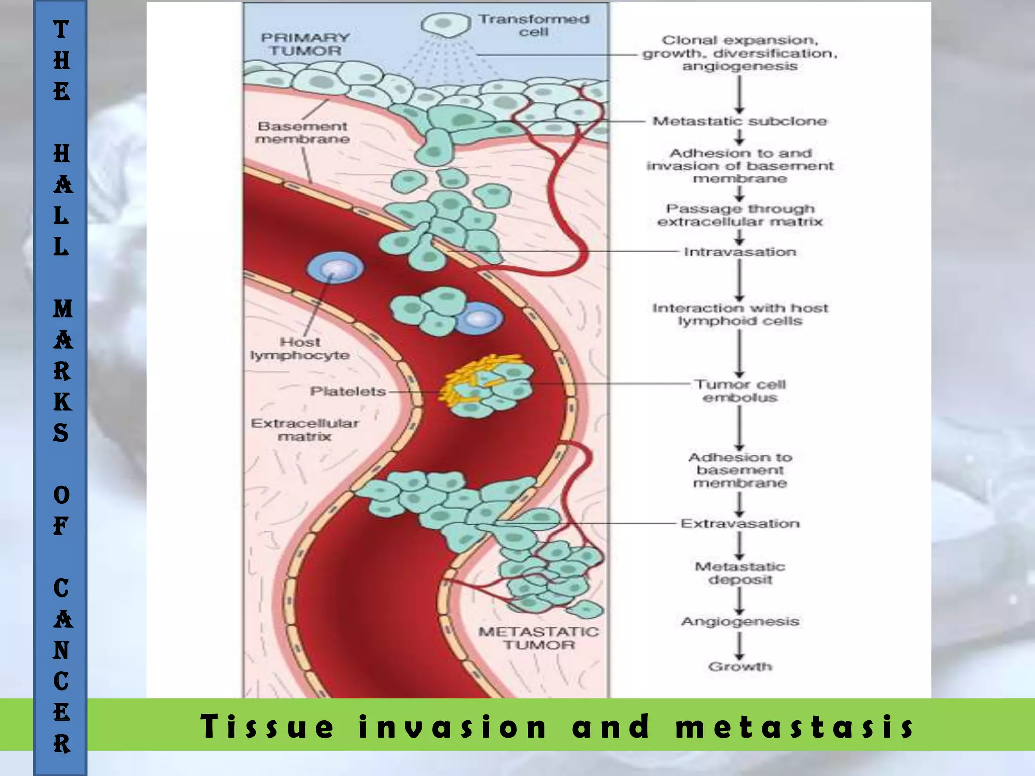 T i s s u e i n v a s i o n a n d m e t a s t a s i s
T
H
E
H
A
L
L
M
A
R
K
S
O
F
C
A
N
C
E
R
 
