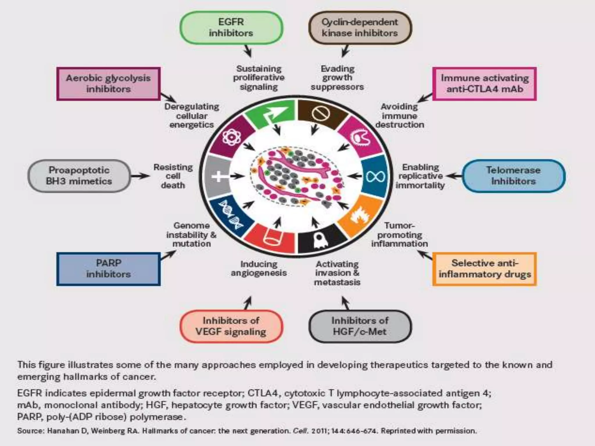 I m m o r t a l i z e d r e p l i c a t i v e p o t e n t i a l
Hallmarks of Cancer
Six fundamental changes
T
H
E
H
A
L
L
M
A
R
K
S
O
F
C
A
N
C
E
R
 
