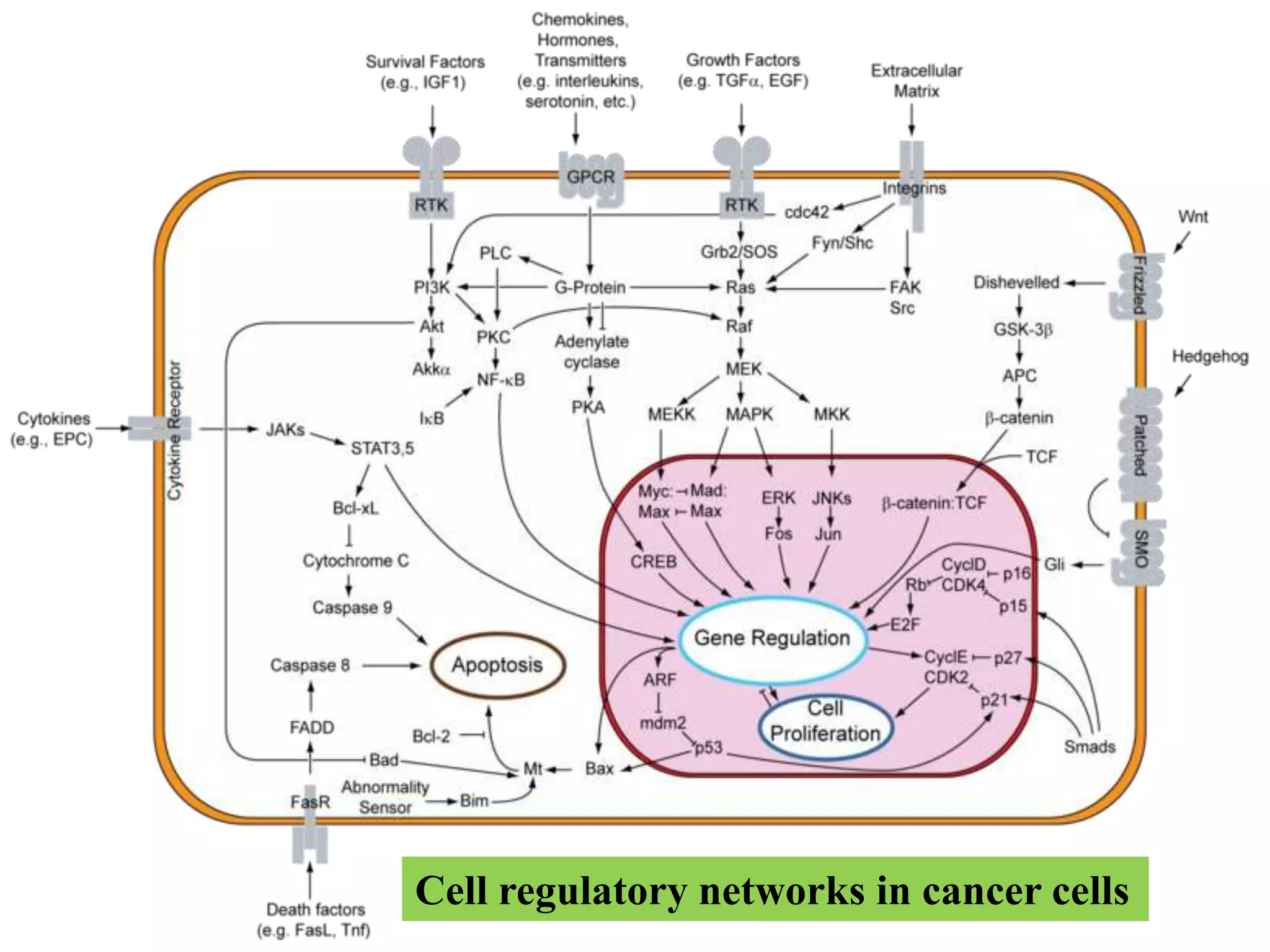 Cell regulatory networks in cancer cells
 