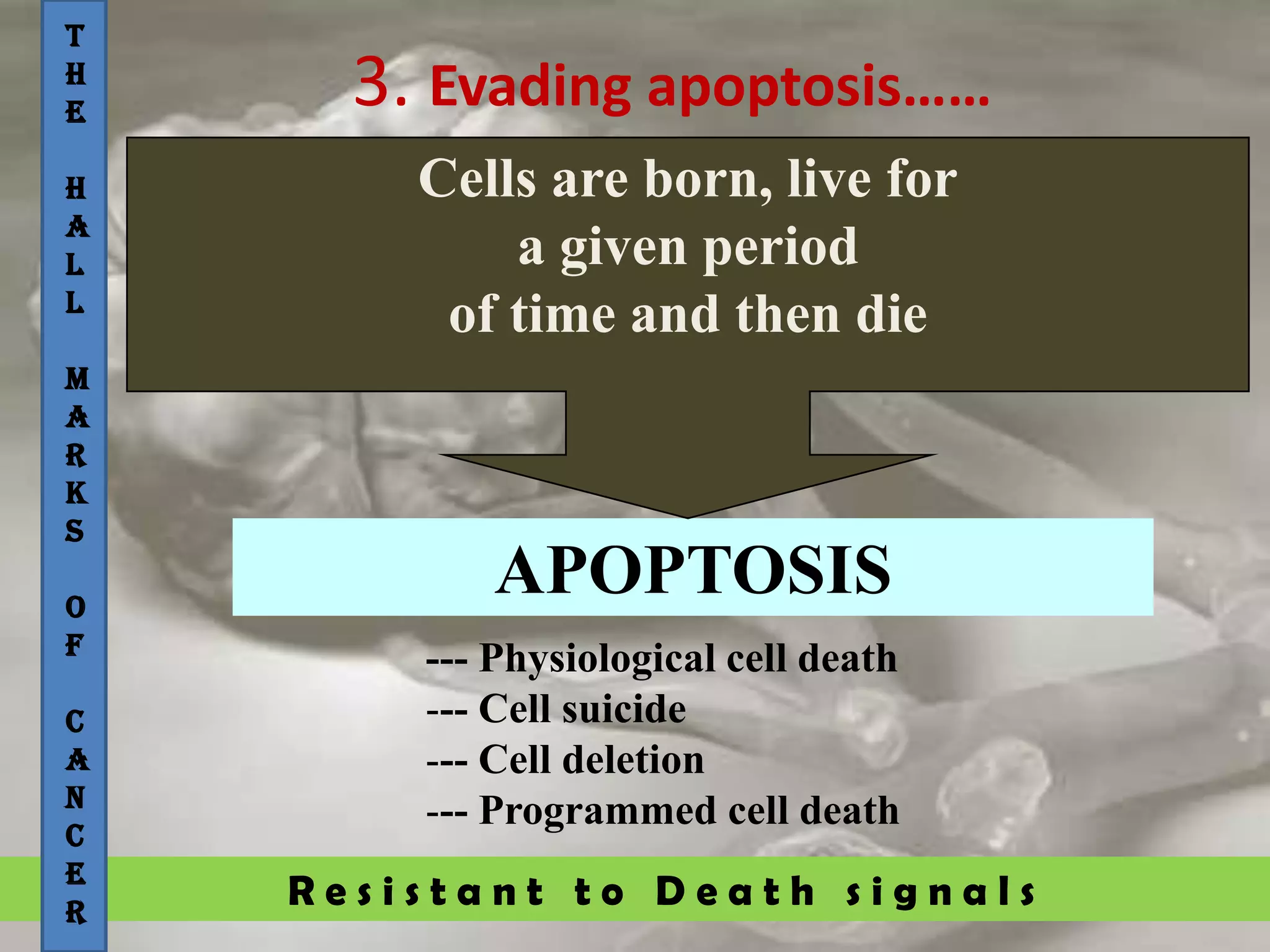 R e s i s t a n t t o D e a t h s i g n a l s
3. Evading apoptosis……
T
H
E
H
A
L
L
M
A
R
K
S
O
F
C
A
N
C
E
R
--- Physiological cell death
--- Cell suicide
--- Cell deletion
--- Programmed cell death
APOPTOSIS
Cells are born, live for
a given period
of time and then die
 
