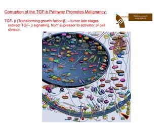 Hallmarks of cancer and radiopharmaceuticals | PDF