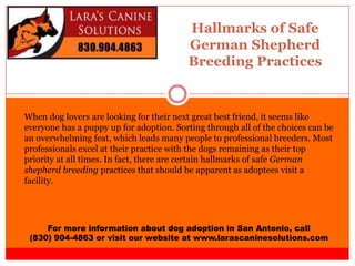 Hallmarks of Safe
German Shepherd
Breeding Practices
For more information about dog adoption in San Antonio, call
(830) 904-4863 or visit our website at www.larascaninesolutions.com
When dog lovers are looking for their next great best friend, it seems like
everyone has a puppy up for adoption. Sorting through all of the choices can be
an overwhelming feat, which leads many people to professional breeders. Most
professionals excel at their practice with the dogs remaining as their top
priority at all times. In fact, there are certain hallmarks of safe German
shepherd breeding practices that should be apparent as adoptees visit a
facility.
 
