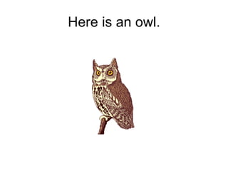 Here is an owl. 